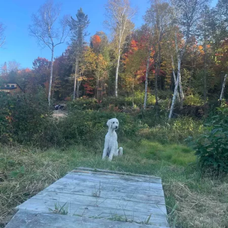 beautiful muskoka in the fall