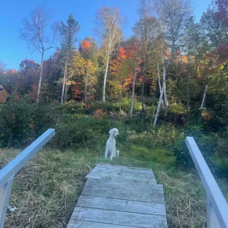 fall color muskoka