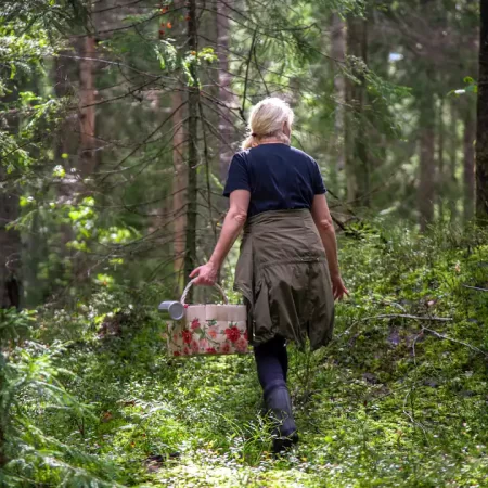 picking mushrooms in Muskoka woodland.